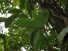 Philodendron cataniapoense