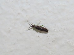 Heterotoma planicornis