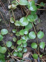 Lysimachia nummularia
