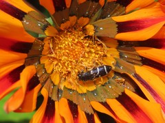 Acmaeodera longicrinis