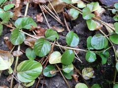 Lysimachia nummularia