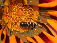 Acmaeodera longicrinis