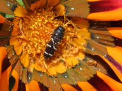 Acmaeodera longicrinis