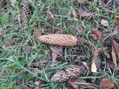 Picea pungens