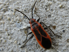 Arocatus melanostoma