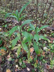Solidago gigantea