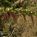 Coriaria ruscifolia - Photo (c) Neptalí Ramírez Marcial,  זכויות יוצרים חלקיות (CC BY), הועלה על ידי Neptalí Ramírez Marcial