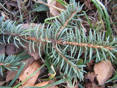 Picea pungens