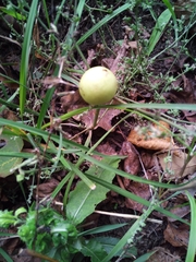 Cynips quercusfolii