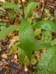 Solidago gigantea