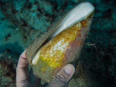 Conus canariensis