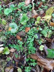 Moehringia trinervia