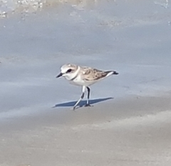 Charadrius alexandrinus