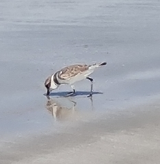 Charadrius alexandrinus