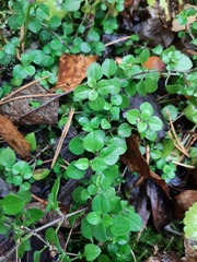 Moehringia trinervia