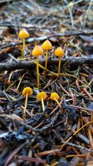 Mycena strobilinoidea