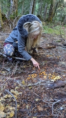 Mycena strobilinoidea