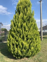 Cupressus sempervirens
