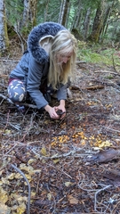 Mycena strobilinoidea