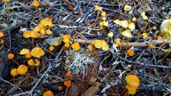 Mycena strobilinoidea