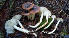 Rhodocollybia oregonensis