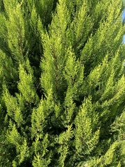 Cupressus sempervirens