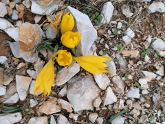 Sternbergia lutea