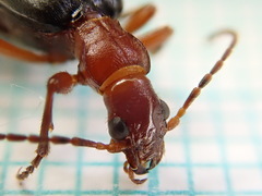 Brachinus crepitans