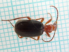 Brachinus crepitans