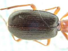 Brachinus crepitans
