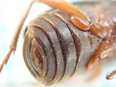 Brachinus crepitans