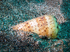 Conus canariensis