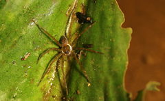 Eucamptopus