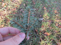 Picea pungens