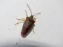 Acanthosoma spinicolle