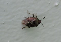 Menida