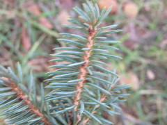 Picea pungens