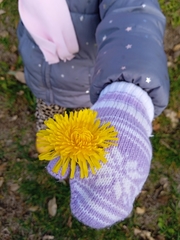 Taraxacum officinale