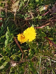 Taraxacum officinale
