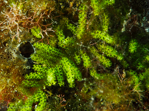 Caulerpa webbiana