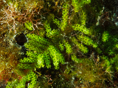 Caulerpa webbiana