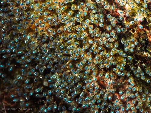 Canary damselfish