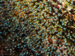 Canary damselfish