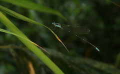 Caconeura ramburi