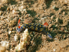 Hypselodoris infucata