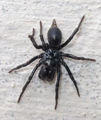 Atypus muralis