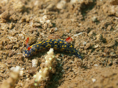 Hypselodoris infucata