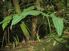 Philodendron cataniapoense