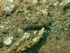 Hypselodoris infucata