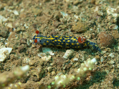 Hypselodoris infucata
